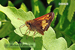 Hobomok Skipper (Poanes hobomok)